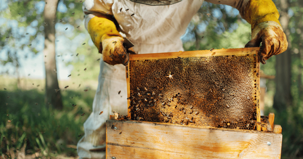 اشتراطات استيراد العسل ومنتجات النحل في السعودية